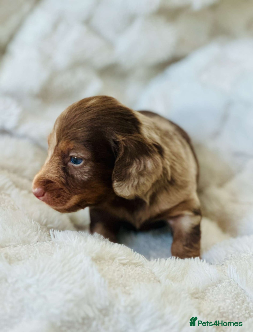 Miniature Dachshund dogs for sale: Long haired dachshund  - Image 24
