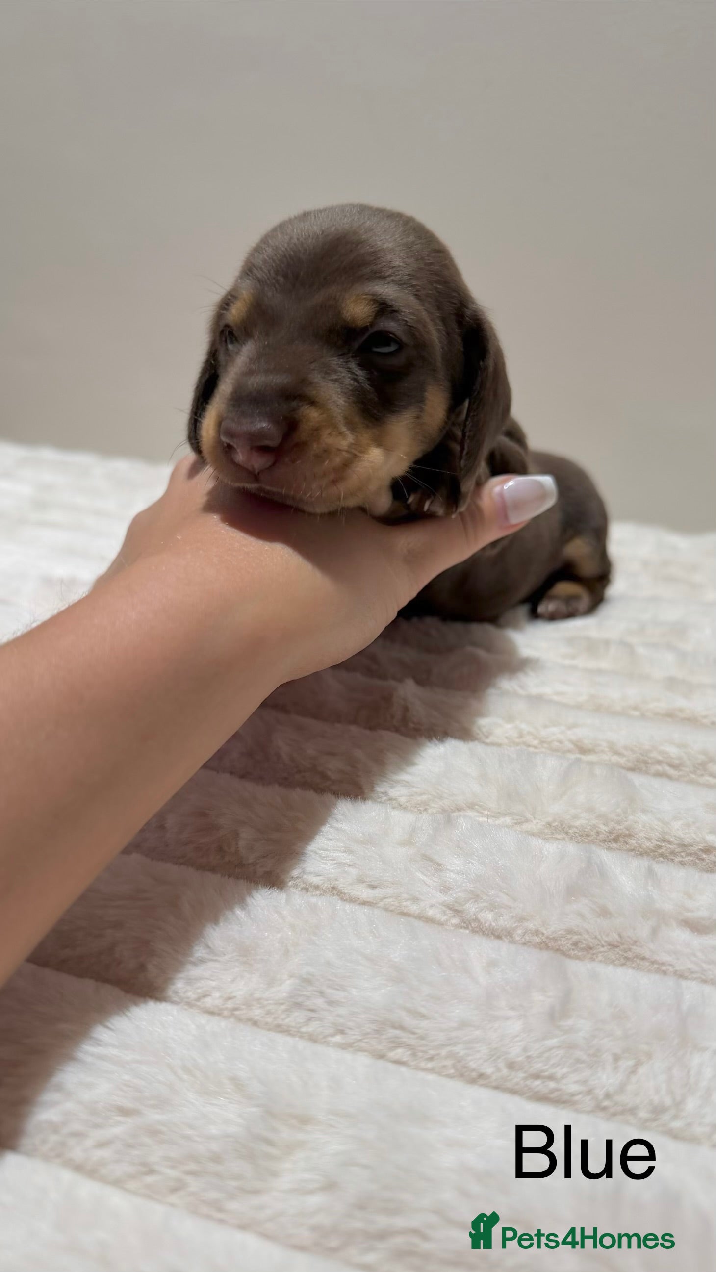 Miniature Dachshund dogs for sale: 🐾 Miniature Dachshund Puppies For Sale 🐾  - Advert 25