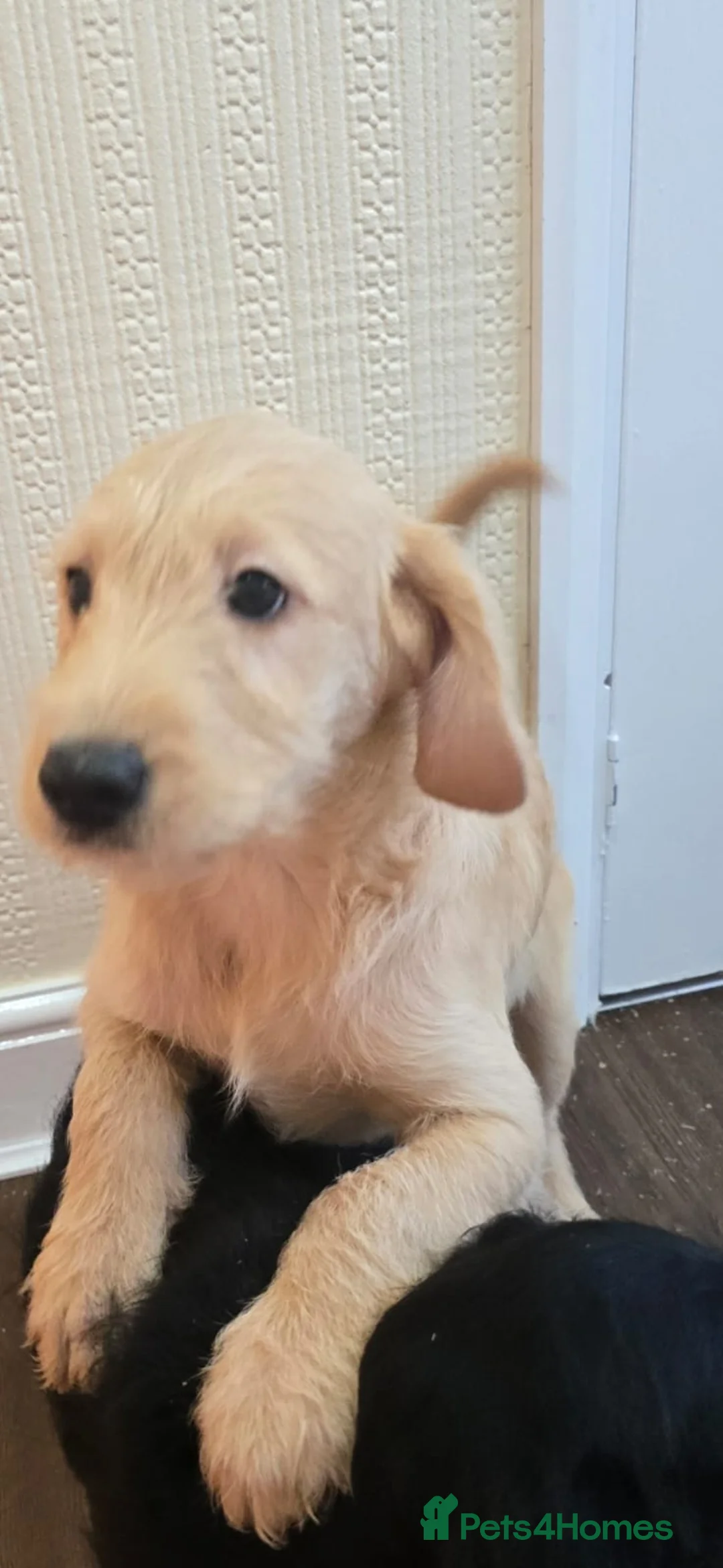 Goldendoodle dogs for sale: Goldendoodle puppys in Chichester - Advert 5