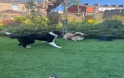 Border Collie dogs for sale: Border collie ( Cali )  - Image 2