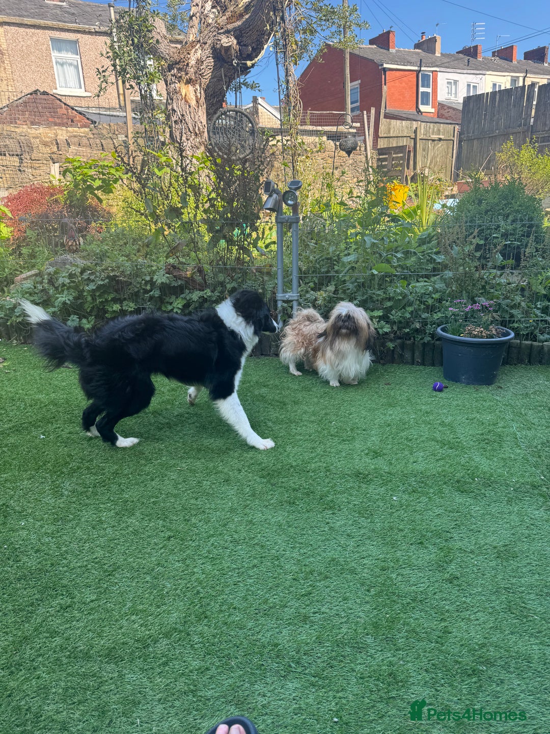 Border Collie dogs for sale: Border collie ( Cali )  - Image 2