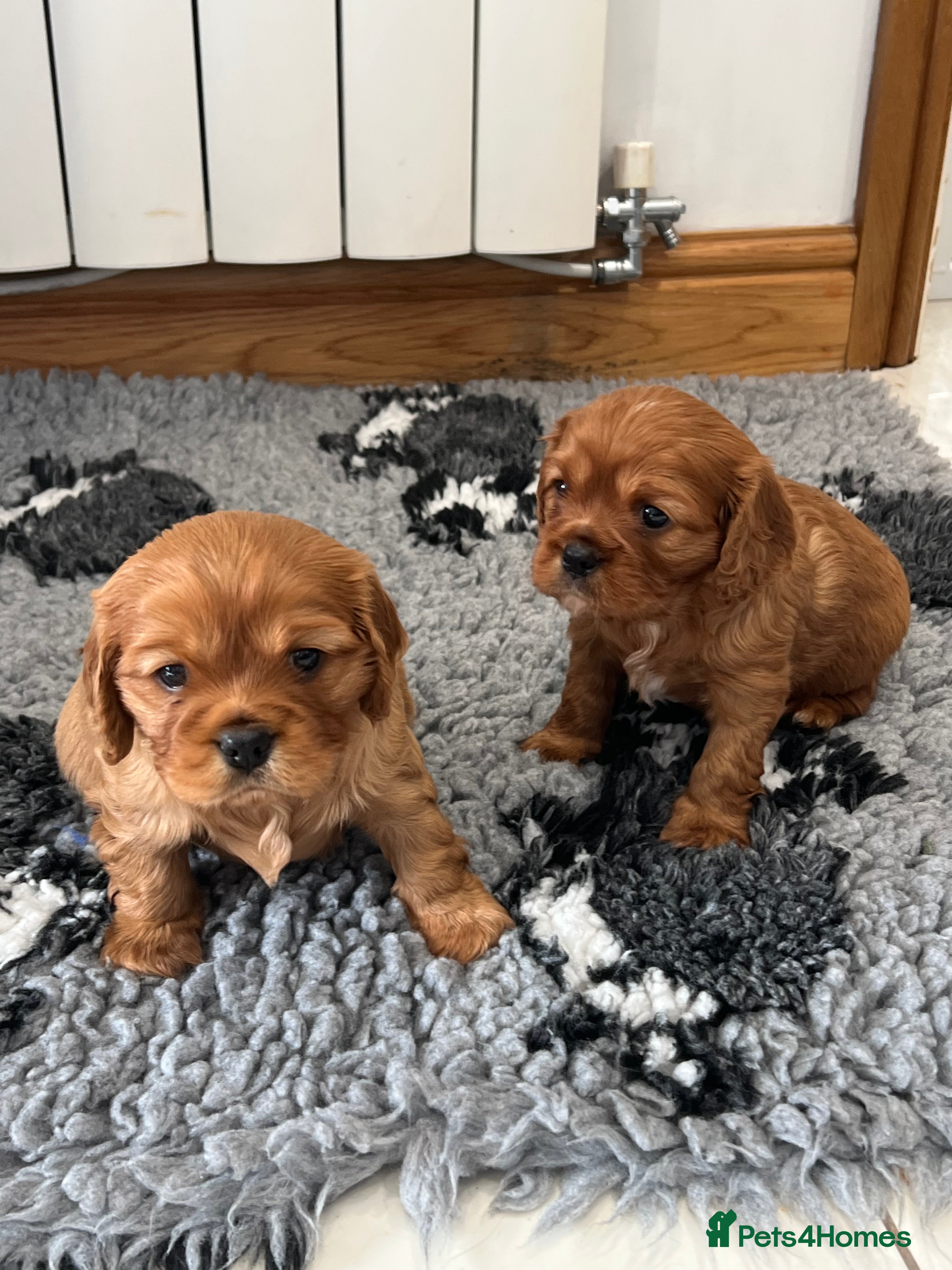 Cavalier King Charles Spaniel dogs Exceptional KC Reg Health tested cavalier puppies - Advert 1