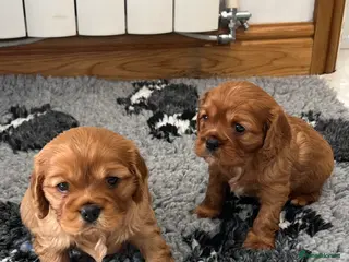 Cavalier King Charles Spaniel dogs Exceptional KC Reg Health tested cavalier puppies - Advert 1