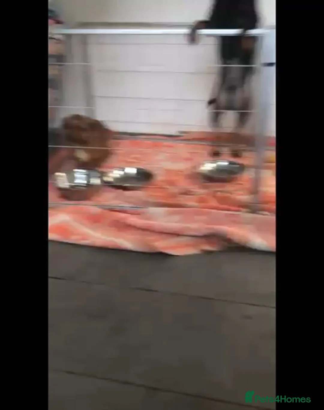 Mixed Breed dogs for adoption: Canela, 5-6 yrs old. Available for adoption. - Advert 3