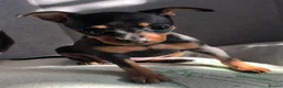 Miniature Pinscher dogs for sale: Beautiful 5generation pedigree min pin pupp - Advert 14
