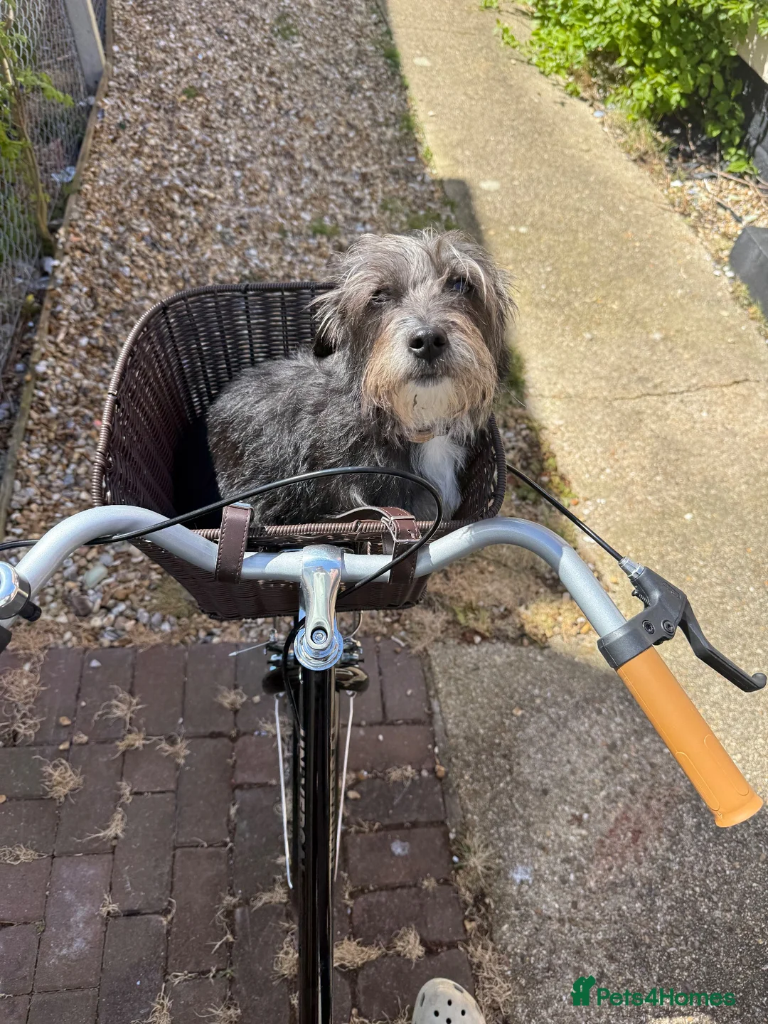 Mixed Breed dogs for sale: Nellie  - Advert 5
