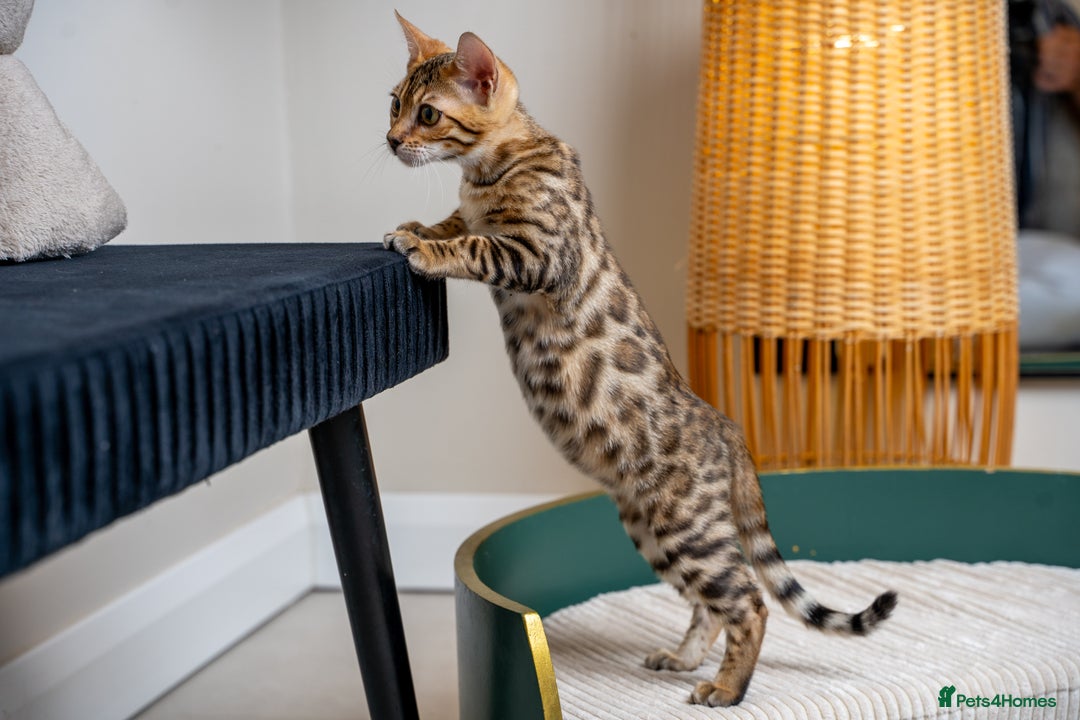 Bengal cats for sale: Stunning Bengal Girl- Top TICA pedigree- Ready NOW - Advert 7