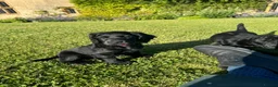 Cocker Spaniel dogs for sale: Two Black Working Cocker boys - 9 weeks in Dorchester - Advert 18