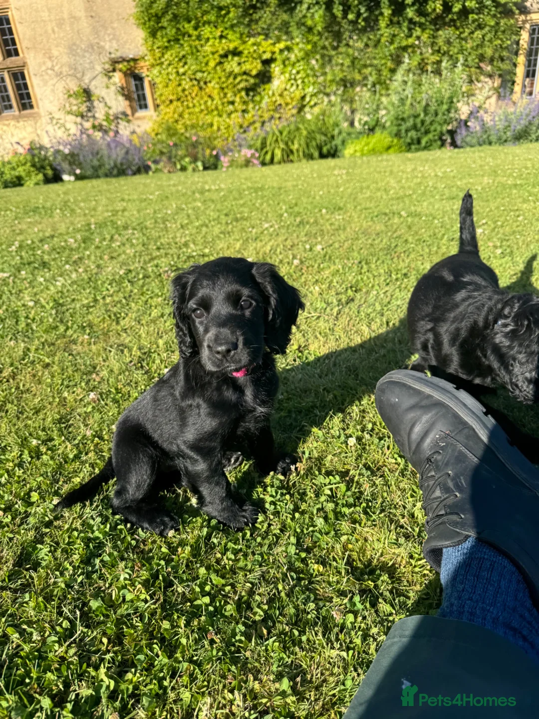 Cocker Spaniel dogs for sale: Two Black Working Cocker boys - 9 weeks in Dorchester - Advert 18