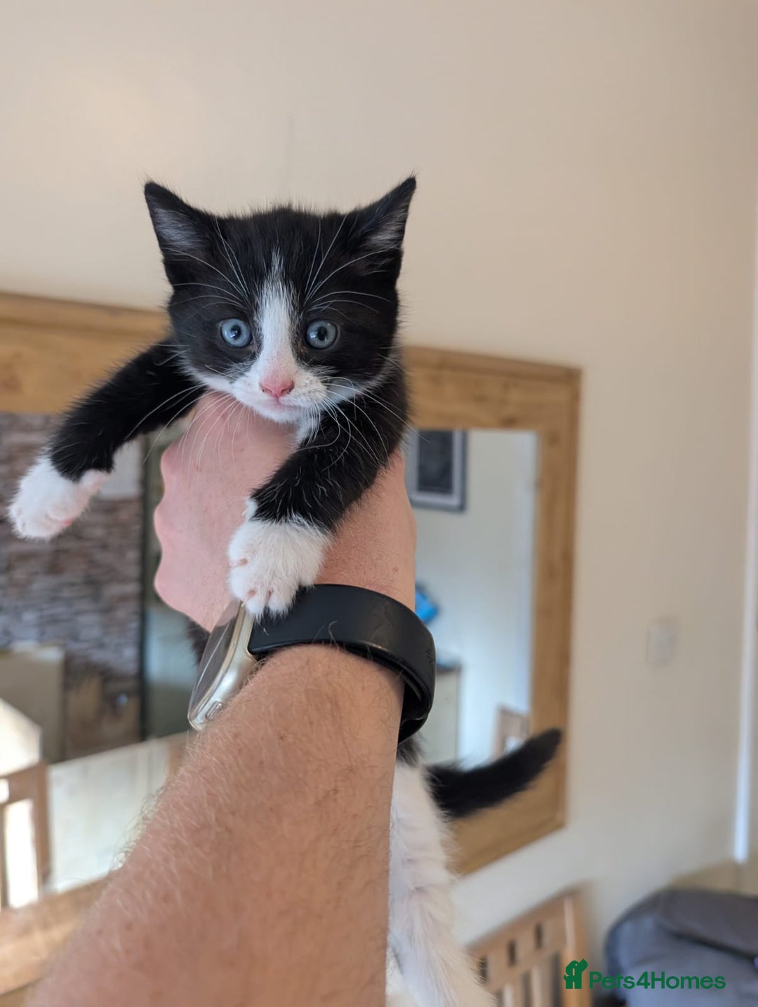Mixed Breed cats for sale: 7 kittens ready for their forever home - Image 16
