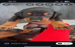 Dobermann dogs for sale: ⭐️DOBERMAN🐾PUPPIES⭐️🐶AVAILABLE🐾MID🐾SEPTEMBER🐶 - Image 15