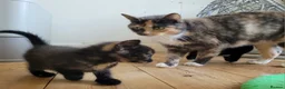 Mixed Breed cats for sale: 3 beautiful kittens left - Advert 8