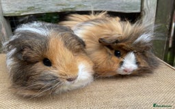 Guinea Pig rodents for sale: Lovely baby girls - Image 1