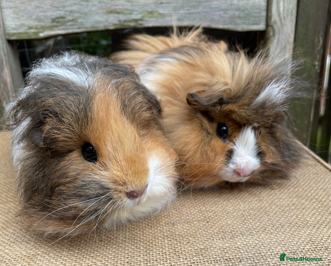 Guinea Pig rodents for sale: Lovely baby girls - Image 1