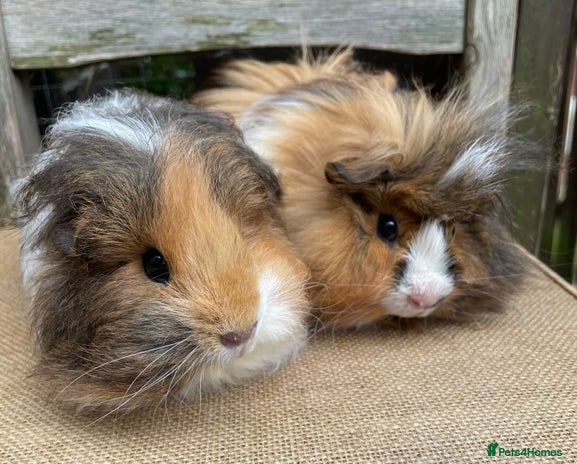 Guinea Pig rodents - Advert 2
