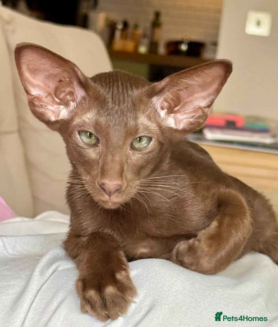 Oriental cats for sale: Supreme pedigree Oriental kittens GCCF reg - Advert 15