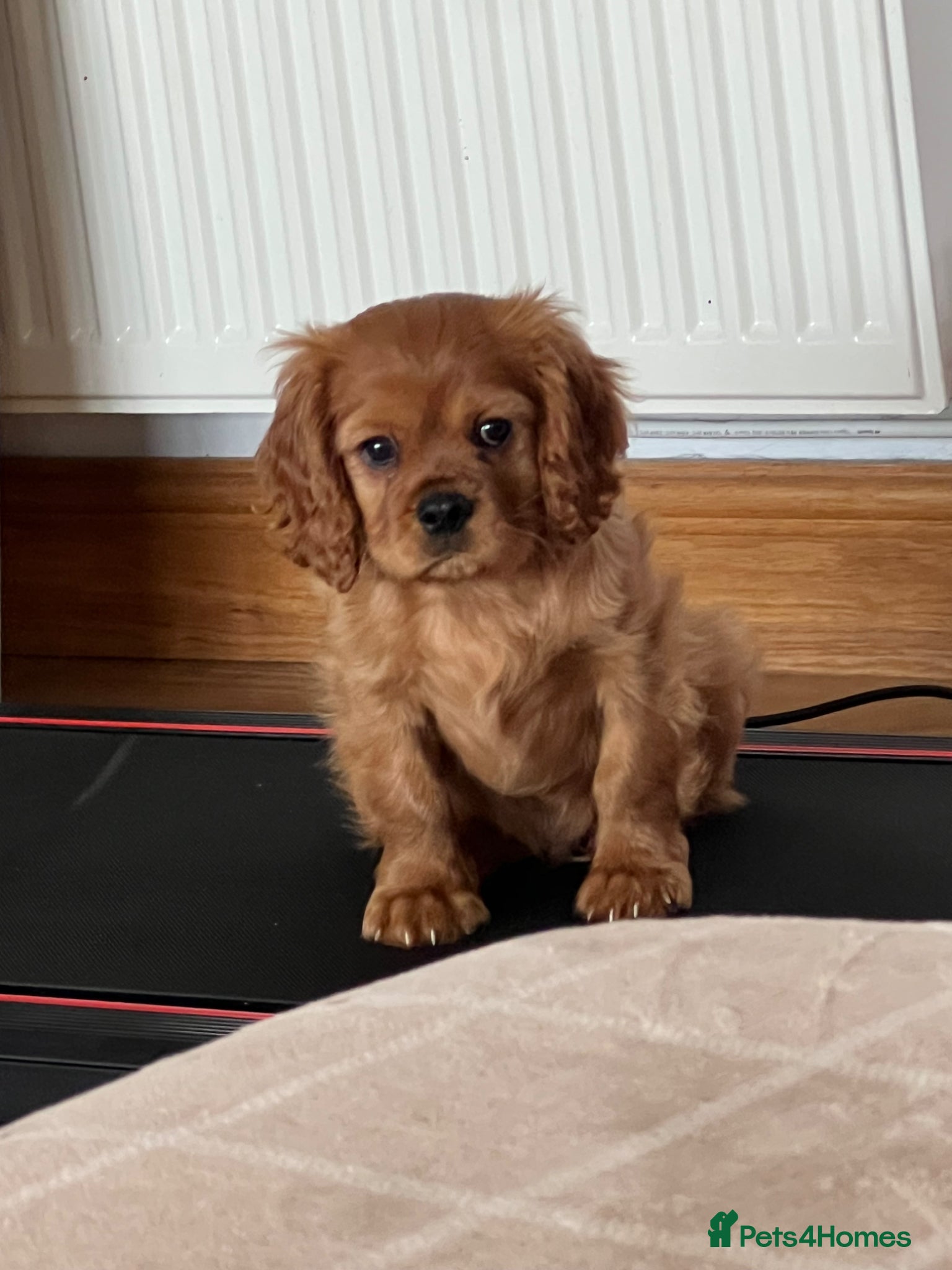 Cavalier King Charles Spaniel dogs *READY NOW!* KC Reg Health tested cavalier puppies - Advert 2