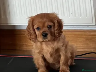 Cavalier King Charles Spaniel dogs *READY NOW!* KC Reg Health tested cavalier puppies - Advert 2