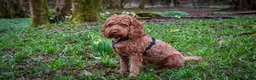 Cockapoo dogs for sale: F1b black boys  - Advert 6