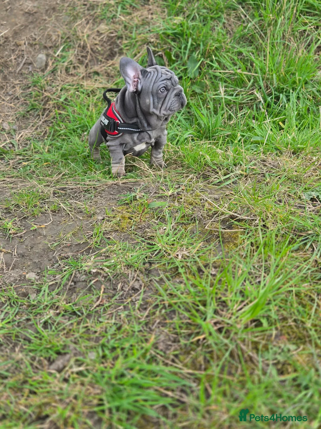 French Bulldog dogs for sale: 7 BEAUTIFUL French bulldogs puppies  - Advert 2
