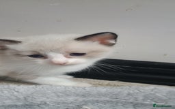 Ragdoll cats for sale: 3 quarters RAGDOLL KITTENS FOR SALE £150 - Image 29