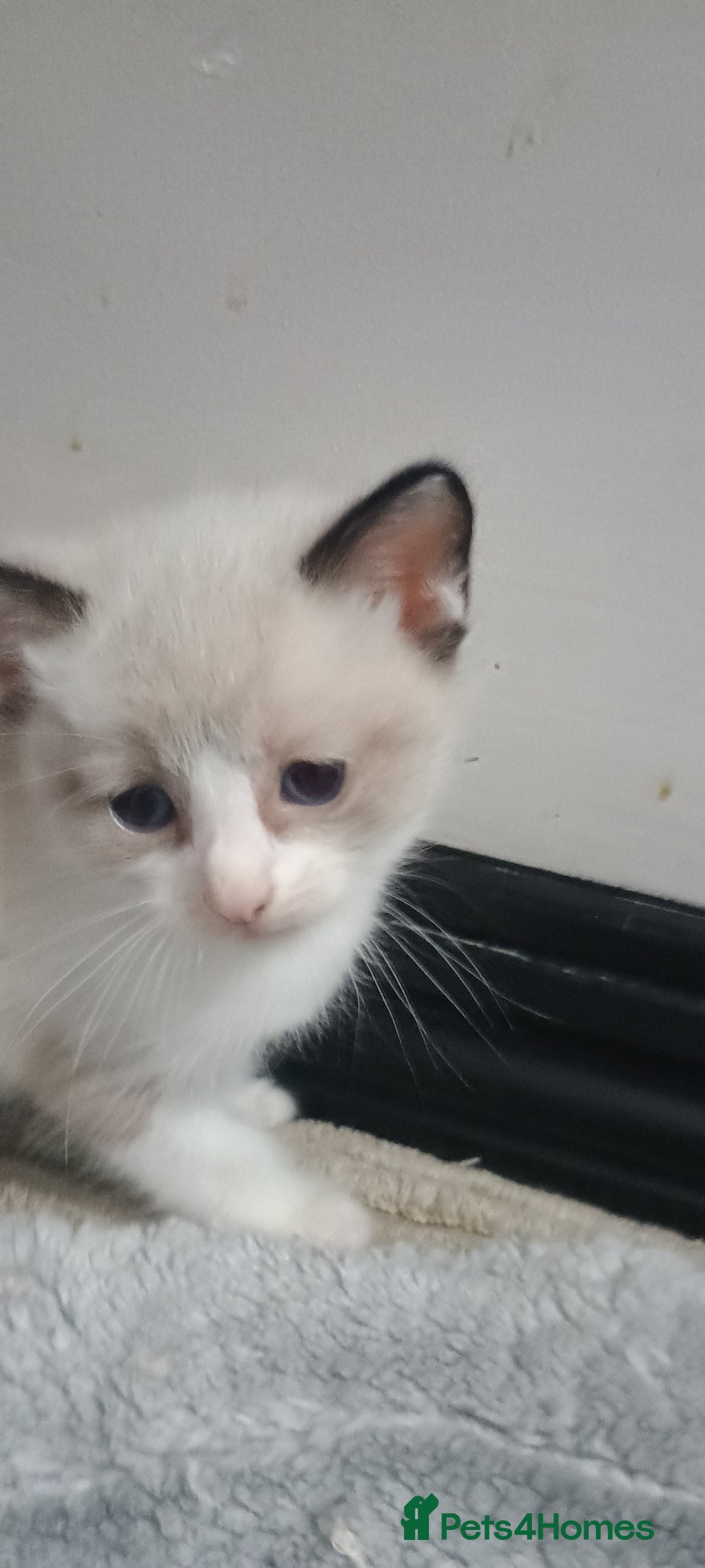 Ragdoll cats for sale: 3 quarters RAGDOLL KITTENS FOR SALE £150 - Image 29