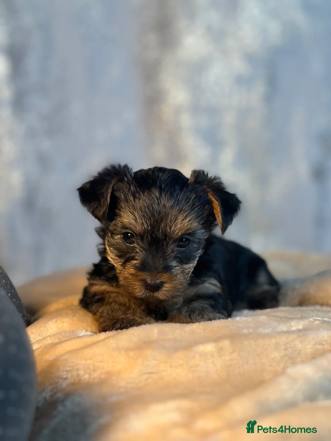 Yorkshire Terrier dogs for sale: ONLY 1 LEFT!! Purebred miniature Yorkshire Terrier - Advert 1