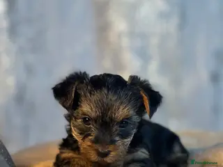 Yorkshire Terrier dogs Purebred miniature Yorkshire Terrier - Advert 6
