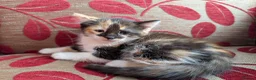Mixed Breed cats for sale: Kittens for sale in Wisbech - Advert 6