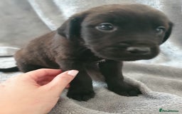 Mixed Breed dogs for sale: Beautiful mixed labrador rottweiler puppies  - Image 14
