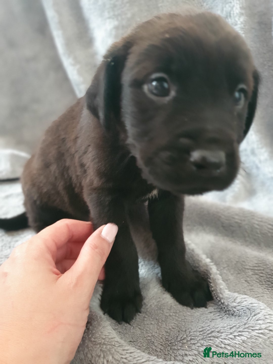 Mixed Breed dogs for sale: Beautiful mixed labrador rottweiler puppies  - Image 14