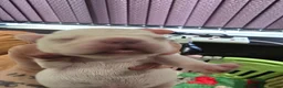 French Bulldog dogs for sale: French bulldog puppies - Advert 7