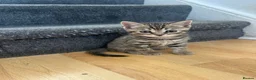 Bengal cats for sale: Beautiful bengal x British short hair kittens  - Advert 5