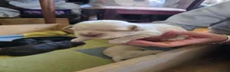 Shihpoo dogs for sale: 🐾 Gorgeous Shihpoo puppies for sale 🐾 - Advert 5