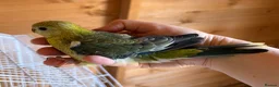 Parakeets birds for sale: Red Rump parakeets proven breeding pair - Advert 5