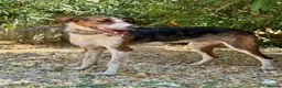 Mixed Breed dogs for adoption: 🐶Benji ,  the perfect pack companion 😍  - Advert 14