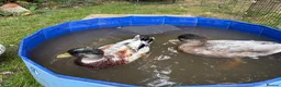 Ducks poultry for sale: 2 Male call Ducks (1 Abacot and 1 Rouen) - Advert 1