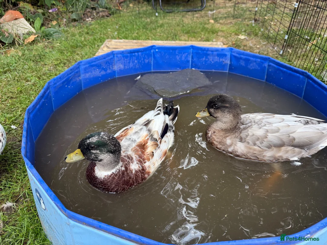 Ducks poultry for sale: 2 Male call Ducks (1 Abacot and 1 Rouen) - Advert 1