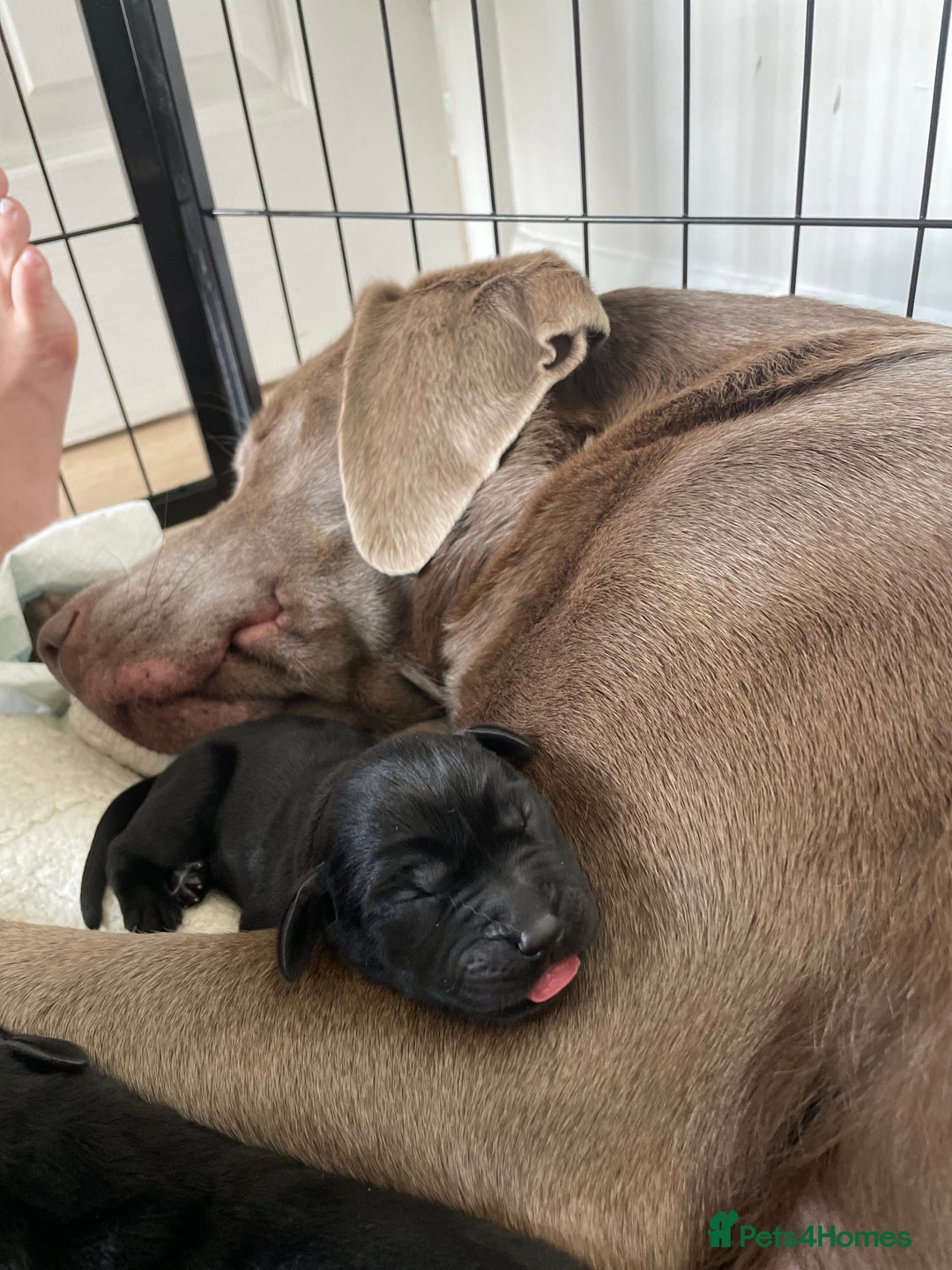 Labrador Retriever dogs for sale:  🐾 Gorgeous Black Labrador Puppies 🐾 - Image 2