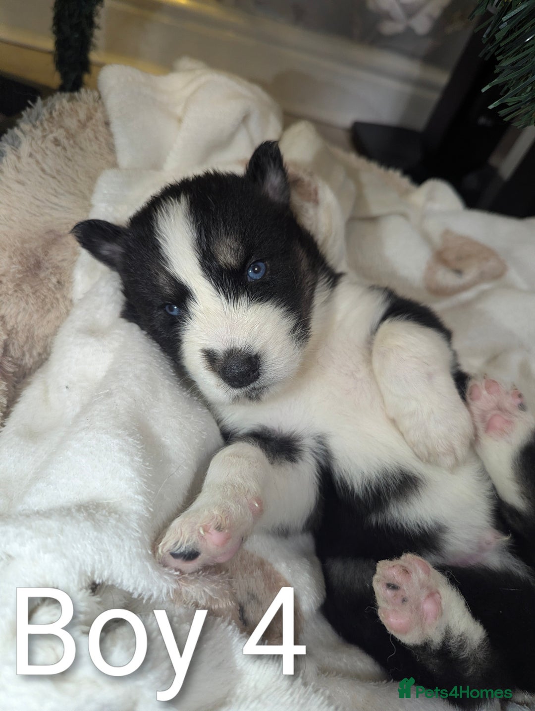 Siberian Husky dogs for sale: Stunning Siberian Husky Puppies for Sale 🐾 - Advert 4