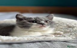 British Shorthair cats for sale: Pedigree British Shorthair Kittens - Image 26
