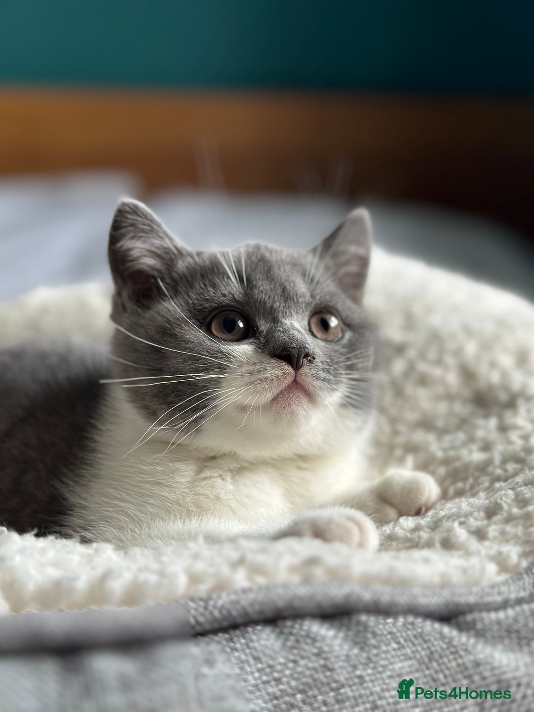British Shorthair cats for sale: Pedigree British Shorthair Kittens - Image 26