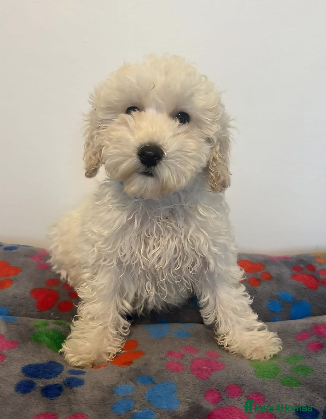 Cavapoo dogs for sale: Cavapoo puppies ready now  - Image 7