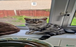 British Shorthair cats for sale: Lovely  British short hair kittens  - Image 6