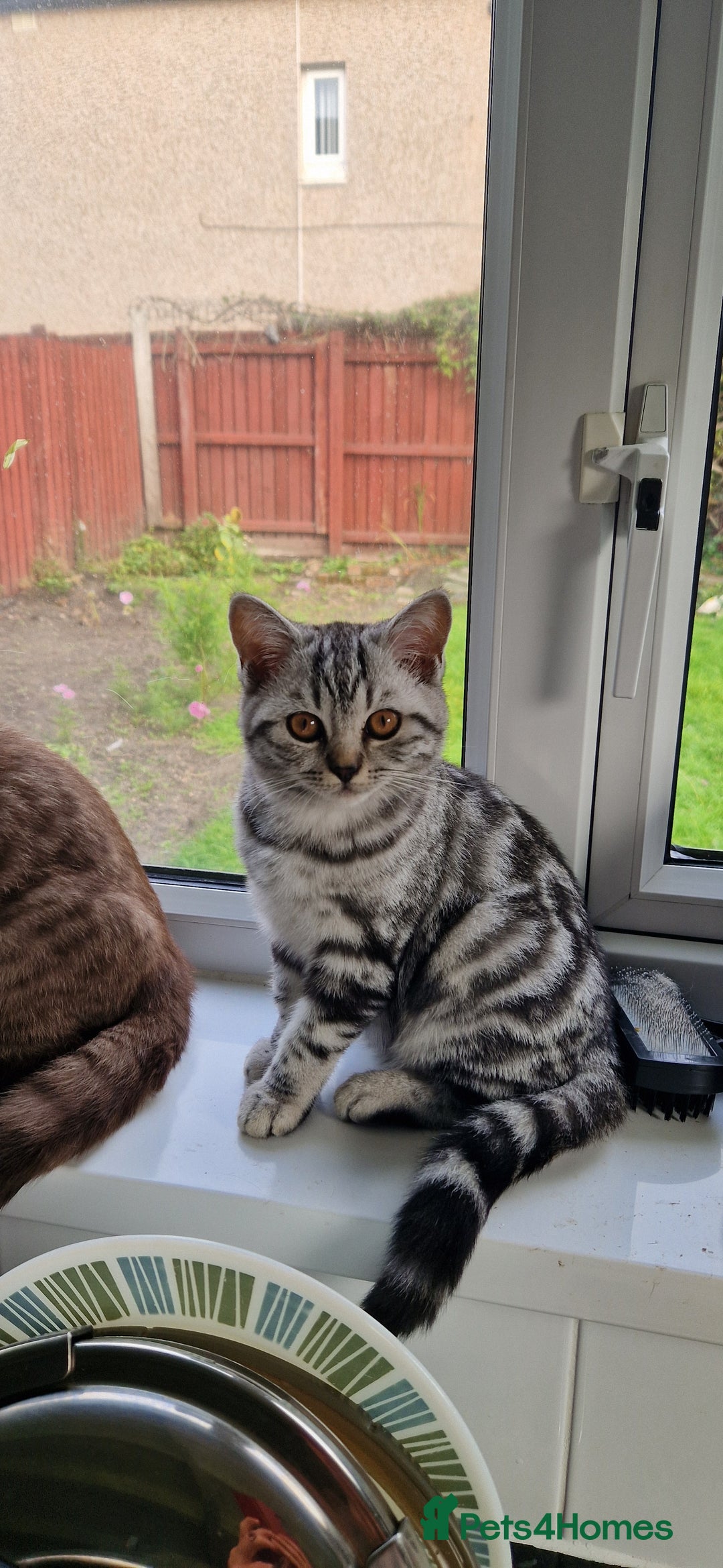British Shorthair cats for sale: Lovely  British short hair kittens  - Image 6
