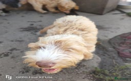 Cockapoo dogs for sale: 2 beautiful cockapoo desperate for forever homes  - Image 26