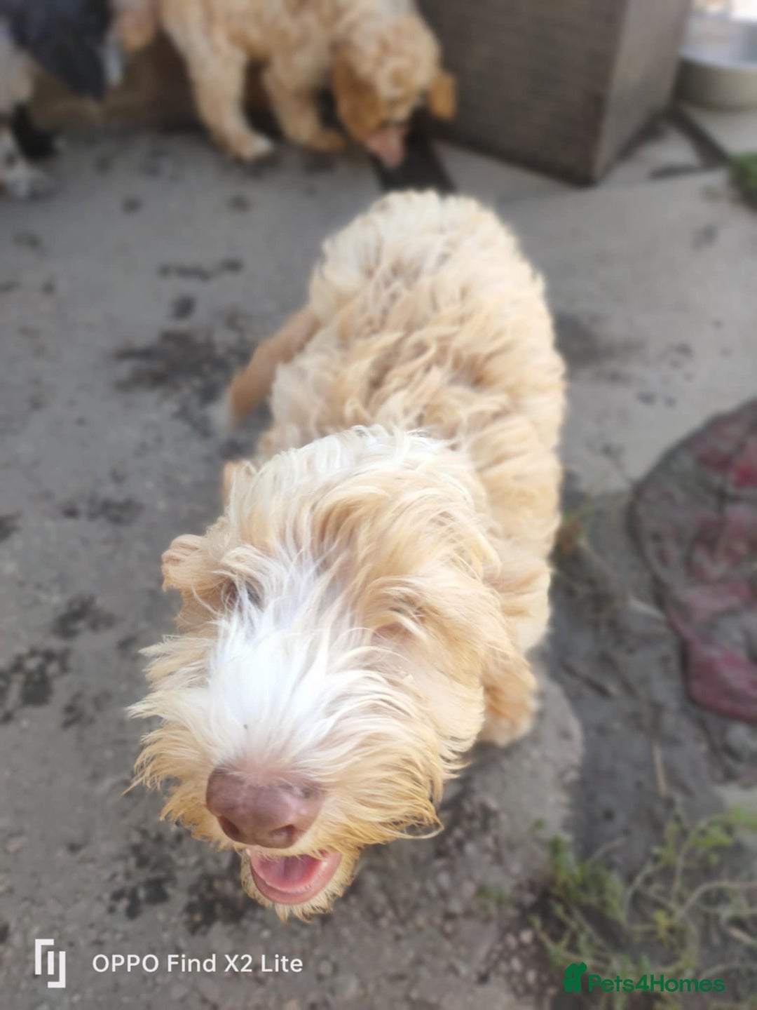 Cockapoo dogs for sale: 2 beautiful cockapoo desperate for forever homes  - Image 26