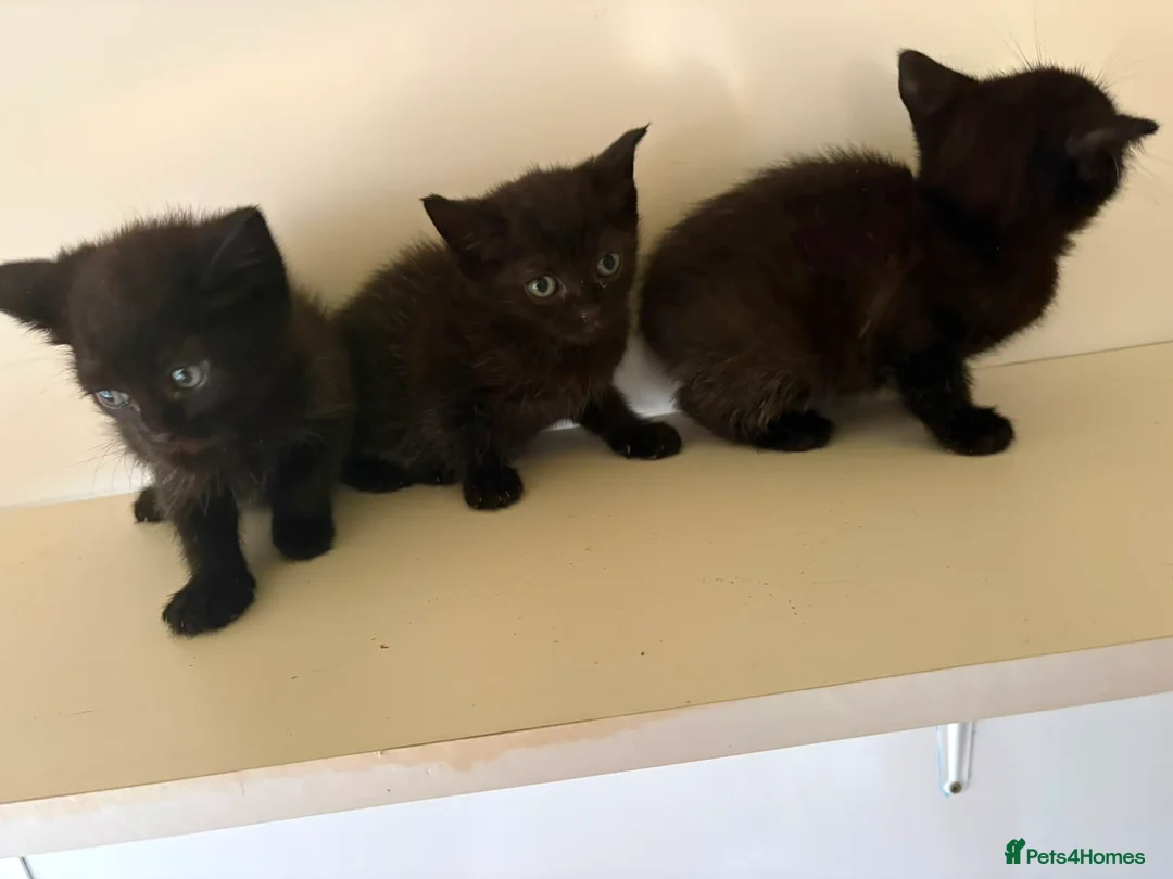 Mixed Breed cats for sale: Kittens available  - Advert 2