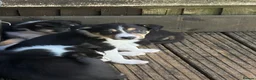 Border Collie dogs for sale: Boarder collie  - Advert 9