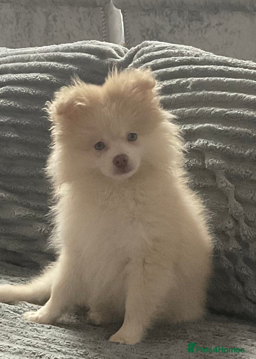 Pomeranian dogs for sale: Blue eyed Pomeranian boy ready now  - Advert 3